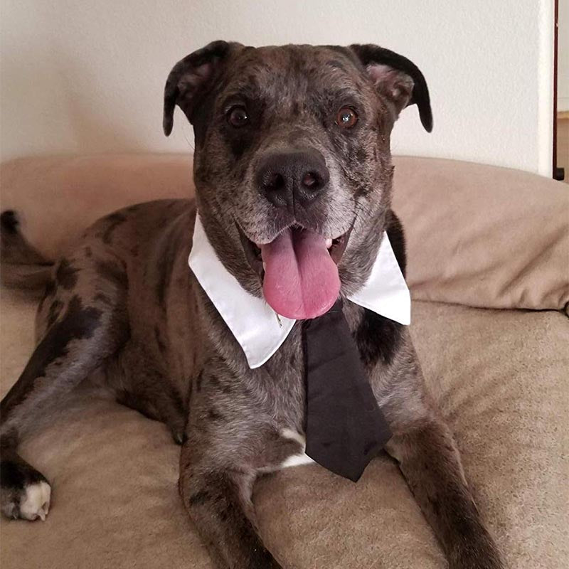 Pet Dog Cat Formal Necktie Tuxedo Bow Tie Black /Red Tie for Small Medium Dog & Cat Pet Accessories Puppy Holiday Party Gift